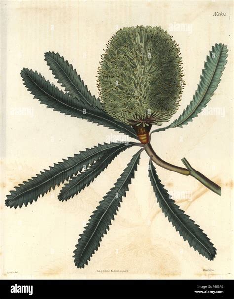 rival banksia  wallum banksia banksia aemula banksia serrata