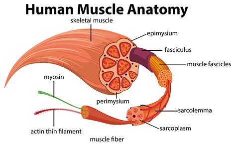 Human Muscle Anatomy Diagram 433295 Vector Art at Vecteezy