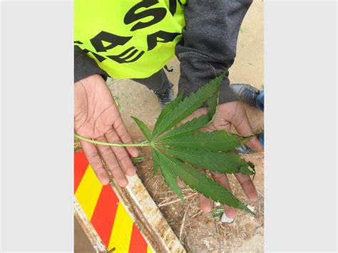 Dagga plants uprooted in Marathon informal settlement – Germiston City News