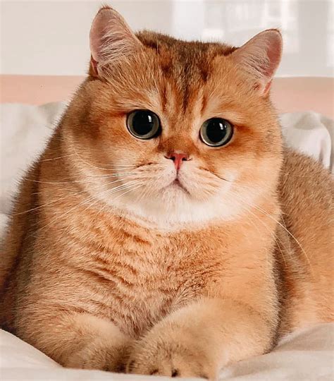The Official EDMW Cat : British Shorthair | HardwareZone Forums