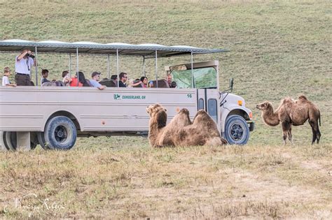 Ohio Safari at The Wilds | Nancy Riley Photography