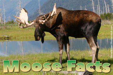 Moose Facts, Images, Information & Video For Kids & Adults