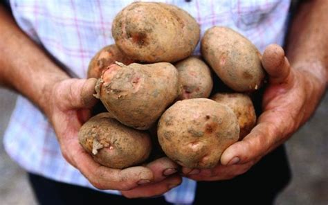 Ireland facing higher potato prices as stocks "extremely tight"