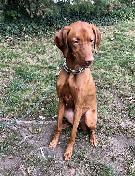 Trained Female Vizsla – Man's Best Friend