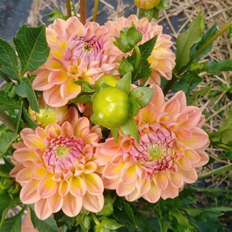 Lark's Ebbe — Three Acre Farm