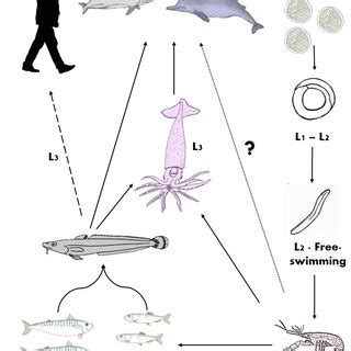 4: The life cycle of Anisakis simplex. At the third larval stage (L3),... | Download Scientific ...