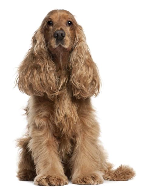 Cocker Spaniel Dog Breed Info, stats (Photos & Videos) - PetCare