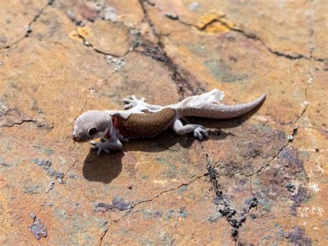 18 Amazing Types of Geckos in Florida: ID Guide and Photos
