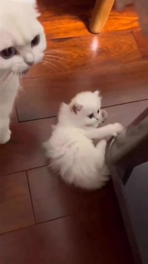 Sleeping Cat Quacks When His Owner Coughs - One News Page VIDEO