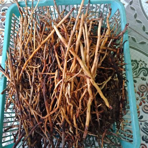 akar aren akar pohon aren segar  kg lazada indonesia