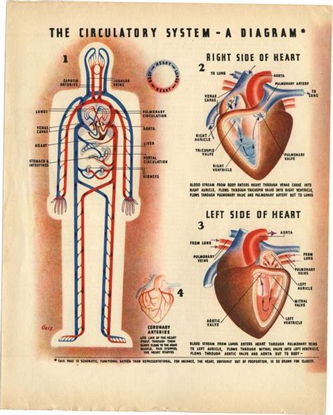 side   heart  left side   heart circulatory