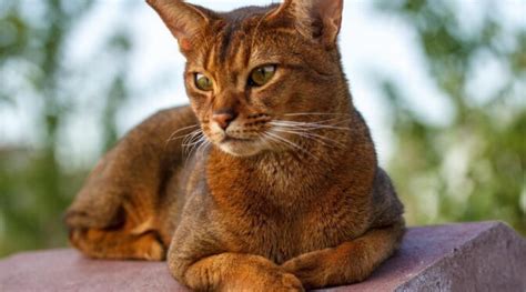 Abyssinian Tabby Mix: Traits, Facts, & Habits - Love Your Cat