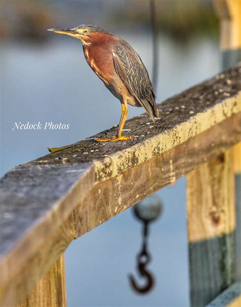 Nedock - Did you know. Green Herons are one of the few birds that use
