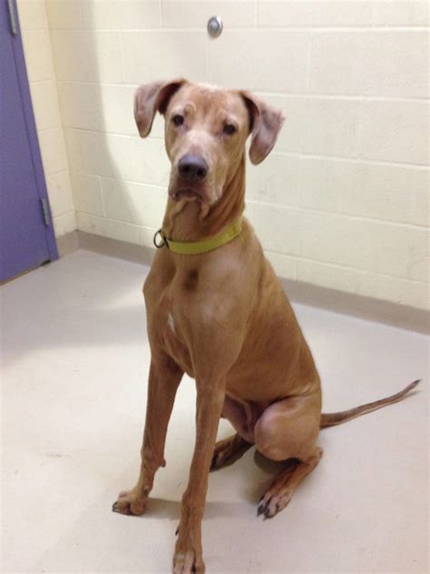 9 of the Best Tips to Having a Trained Great Danes - Hello Danes