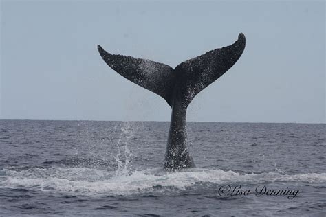 Humpback Whale Tail - Etsy