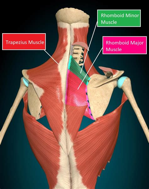 rhomboid major  minor muscle rlpye