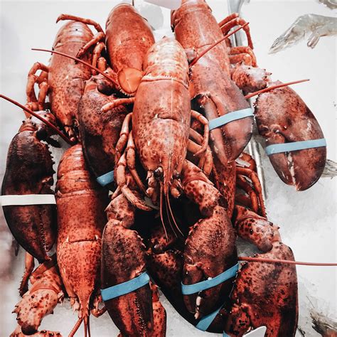 how to steam lobsters 1
