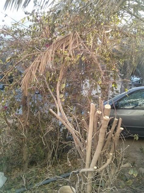 One Guy Was Trimming These Bushes When He Was Surprised By Something SO ...