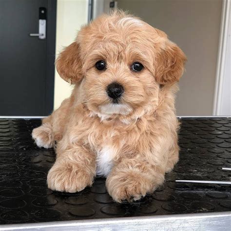 maltipoo puppy treats  harry oloughlin blog