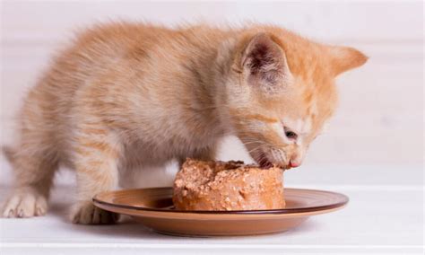 how do you get kittens to eat