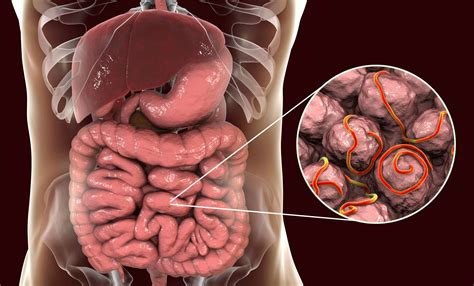 natures dieting tip scientists uncover surprising plasticity   gut