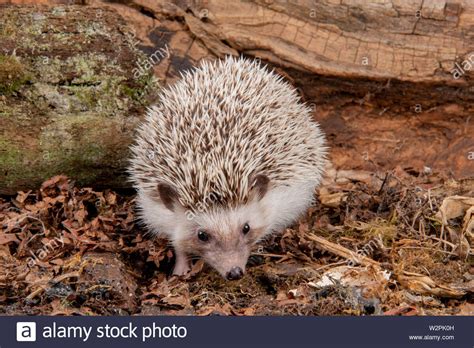 Four-toed Hedgehog | NatureRules1 Wiki | Fandom