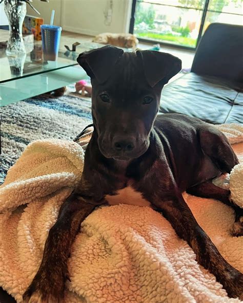 Dogs - PetSavers of Shreveport, LA
