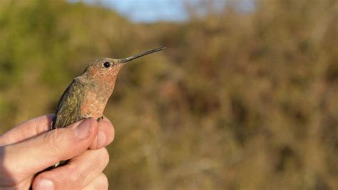 Miniature backpacks unveil hidden diversity in giant hummingbirds