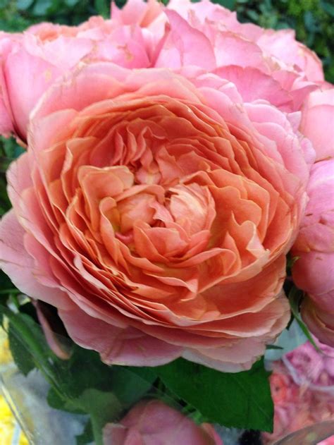 Romantic Antike | Planting roses, Plants uk, Rose