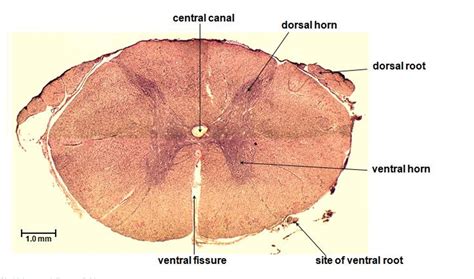 Spinal Cord Cross Section Diagram | Quizlet