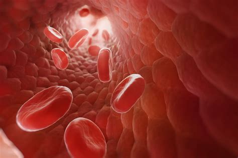 12 Datos Interesantes Sobre La Sangre