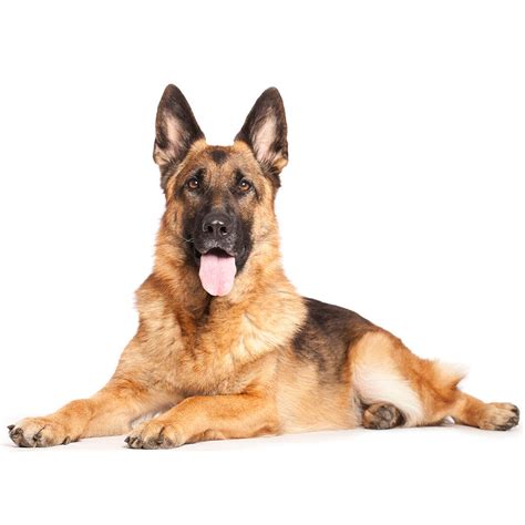 german shepherds good