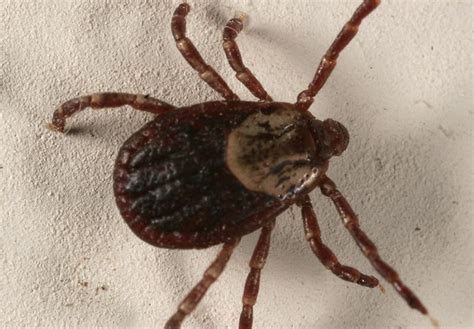 season   dog tick  marthas vineyard times