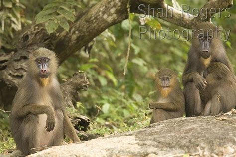 Female Mandrills (Mandrillus sphinx) with infants in gallery forest ...