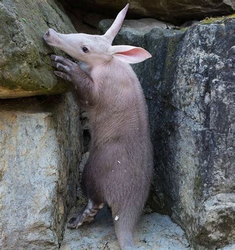 Baby Aardvark's Big Adventure - ZooBorns