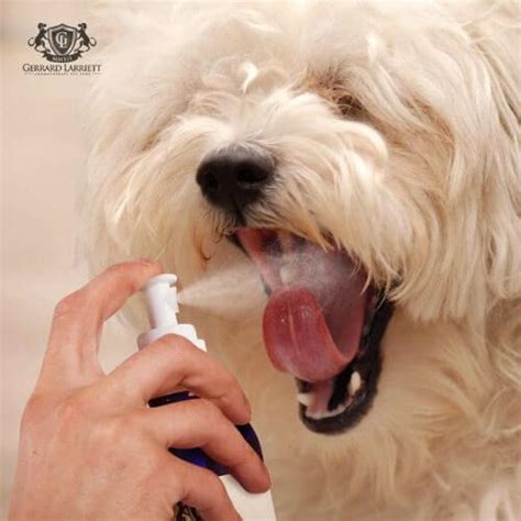 Get Close Up With the Best Dog Breath Freshener