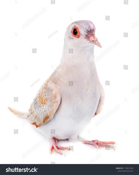 Diamond Dove Front White Background Stock Photo 1173012202 | Shutterstock
