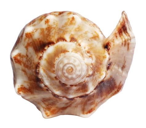 marbled sea shell wallpaperscom