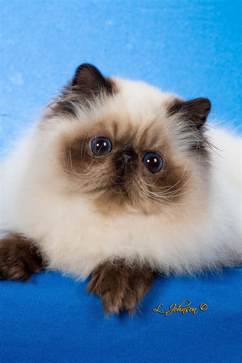 Royal Himalayan Cat Royal Gama Persian Himalayan