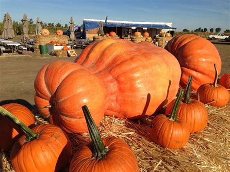 giant pumpkin cool patch pumpkins  dixon ca pumpkin pumpkin