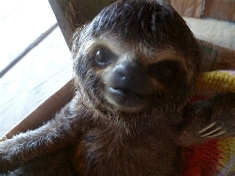 1000+ images about Sloth Obsession on Pinterest