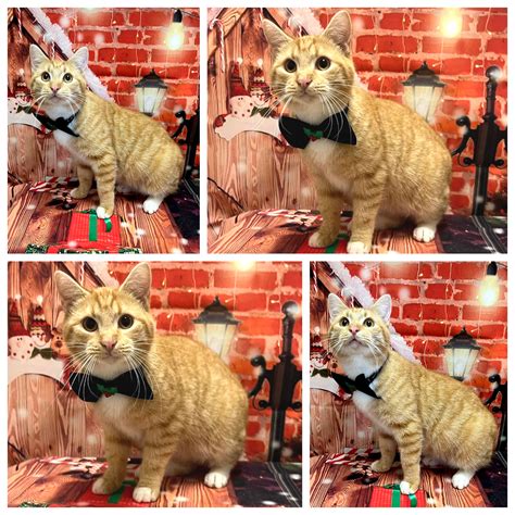 animal shelter lexington 1