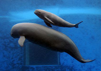 Yangtze River: Did The Yangtze River Dolphin Encounter Extinction?