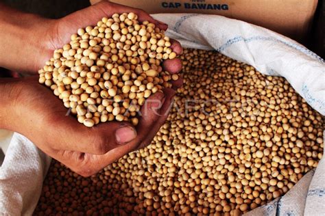 FLUKTUASI HARGA KEDELAI | ANTARA Foto