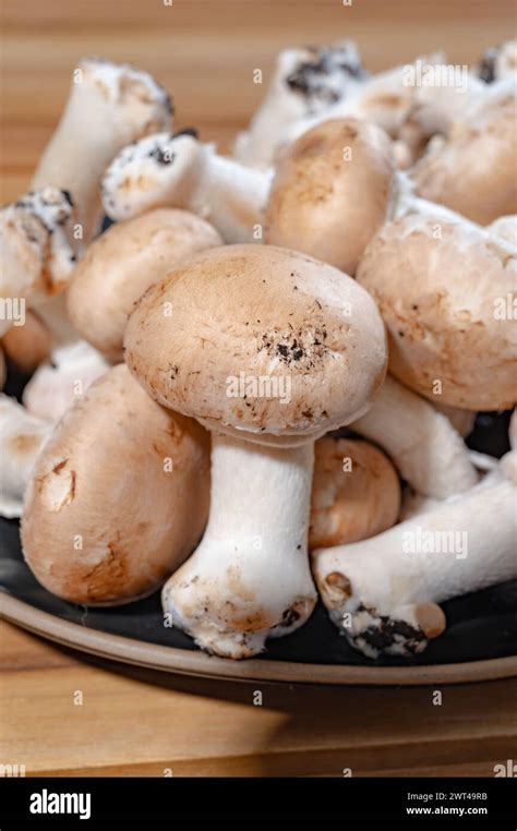 organic brown champignons mushrooms  underground caves  kanne