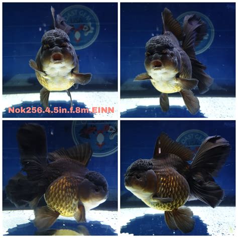 Orandas For Sale Online - Coast Gem USA