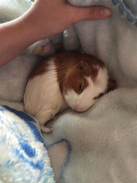 is it normal guinea pig sleeping too much naturally 7