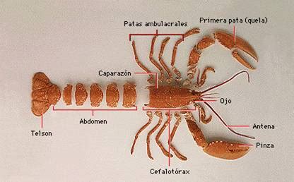 O Exoesqueleto Dos Crustáceos - Los asombrosos Crustáceos | Naturaleza asombrosa, maravillas naturales