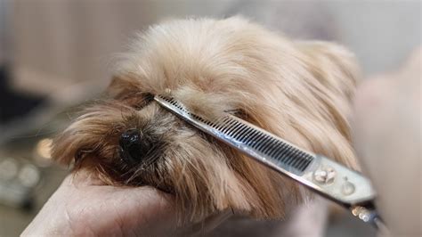 Common Dog Grooming Tools And Products