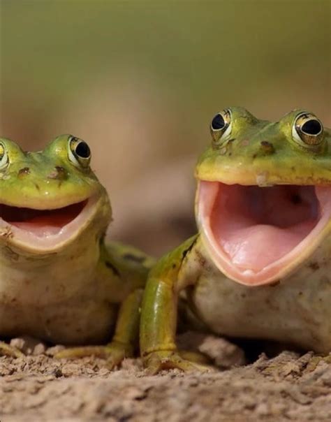 √ Funny Frog Pictures